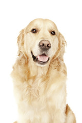Gorgeous portrait of standing young male golden Retriever isolated on white