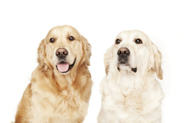 Portrait of two seated golden retrievers isolated on white background