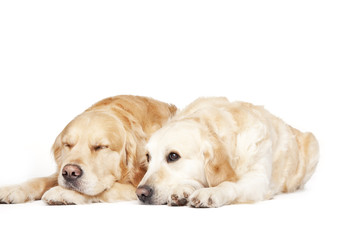 Two Golden Retrievers laying side by side on a white background