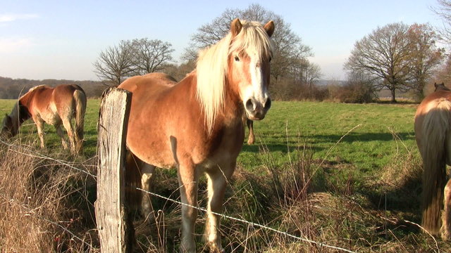 horses eating grass on a meadow