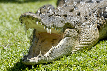Krokodil