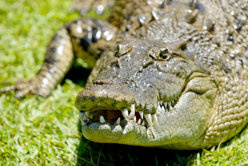 Krokodil