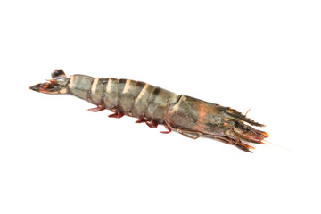 fresh shrimps