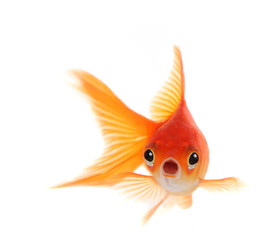 Shocked Goldfish Isolated on White Background - obrazy, fototapety, plakaty