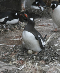 Fototapeta premium Gentoo penguin on nest