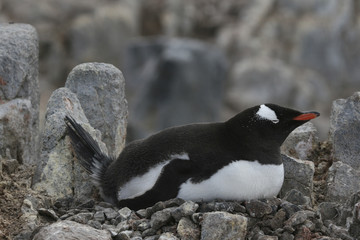 Fototapeta premium Gentoo penguin on nest