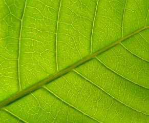 Fototapeta na wymiar Green Leaf Texture