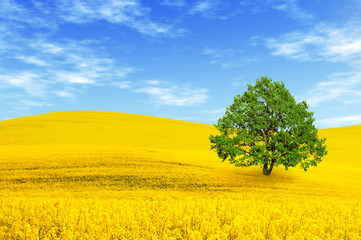 Green tree in yellow rape field