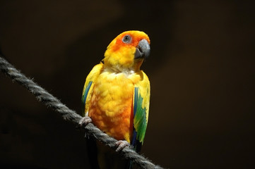 Colourful Sun conure sitting on a rope