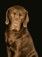 Fototapeta premium Adorable lab