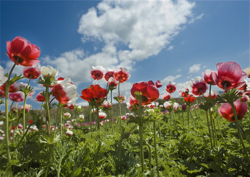 Fototapeta red flower field