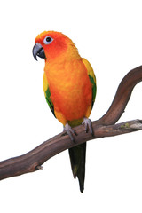 Cute Sun Conure Parrot Sitting on a Wooden Perch