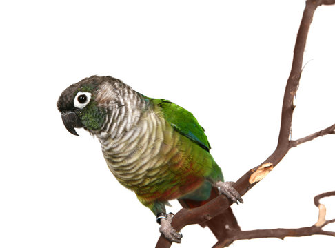 Green Cheek Conure on a Tree Branch Isolated