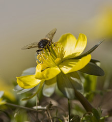Fleissiges Bienchen