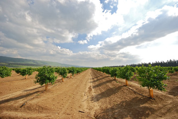 young orange grove in israel - 13156114