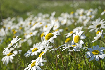 fiori, camomilla © Danilo Palomba