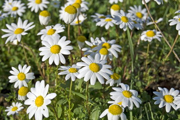 fiori, camomilla