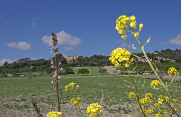 Finca auf Mallorca im Fr&uuml;hling /Landschaft Blumen