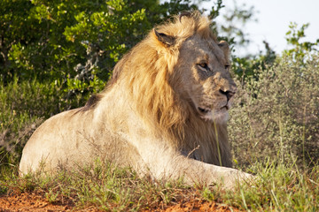 Male lion