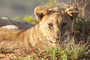 lion cub