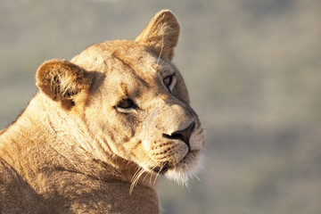 female lion