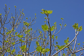 Bl&auml;tter, Knospen, Baum ium Fr&uuml;hling