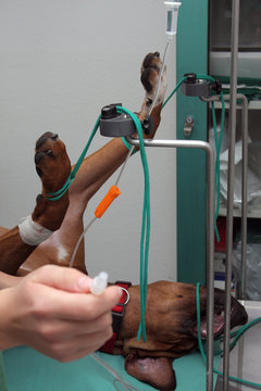 Operation beim Hund