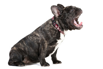 Yawn French bulldog