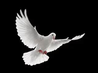 Deurstickers dove flying © Okea