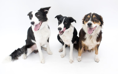 Three Dogs Isolated