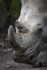 Naklejka premium Breitmaulnashorn