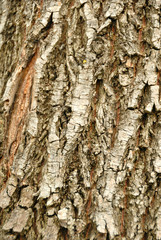 Tree bark