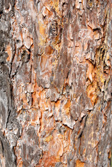 Tree bark