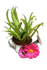 haricots vert et petit arrosoir de printemps