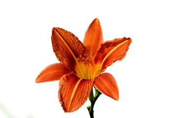 Taglilie, Hemerocallis © Ruckszio