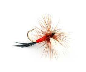 Trout fly