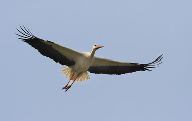Cigogne en vol