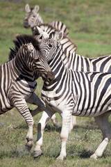 Fototapeta na wymiar Burchell zebras playing