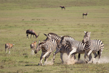 Fototapeta na wymiar Burchell zebras