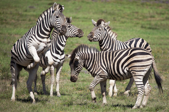 Fototapeta Burchell zebras