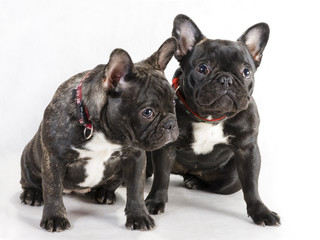 Two female French bulldog.