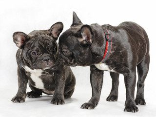 Two female French bulldog.