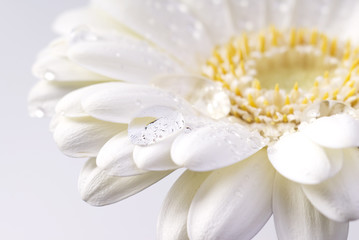 white daisy with water drops