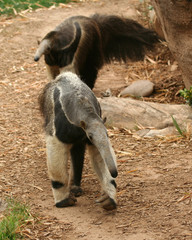 A Pair of Giant Anteaters - 13161970