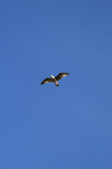 Fototapeta na wymiar Sea Gull in the Sky
