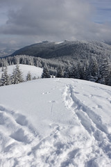 Fototapeta premium spuren im schnee