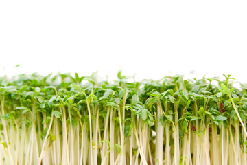 green and fresh cress isolated on white