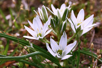 Fototapeta premium white flowers