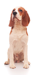 beagle puppy (7 months) on a white background
