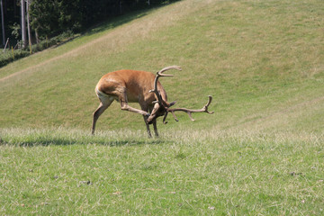 Hirsch